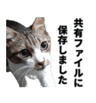 オフィスで使おう！キジ白ばぁば vol.2（個別スタンプ：30）