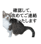 オフィスで使おう！キジ白ばぁば vol.2（個別スタンプ：31）