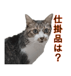 オフィスで使おう！キジ白ばぁば vol.2（個別スタンプ：32）