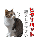 オフィスで使おう！キジ白ばぁば vol.2（個別スタンプ：33）