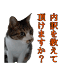 オフィスで使おう！キジ白ばぁば vol.2（個別スタンプ：35）