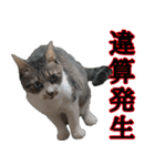 オフィスで使おう！キジ白ばぁば vol.2（個別スタンプ：36）