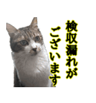 オフィスで使おう！キジ白ばぁば vol.2（個別スタンプ：37）