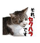 オフィスで使おう！キジ白ばぁば vol.2（個別スタンプ：38）