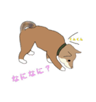 柴犬 むーちゃんスタンプ（個別スタンプ：4）