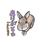 営業部所属、うさぎの「きび」と申します。（個別スタンプ：18）