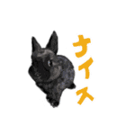 営業部所属、うさぎの「きび」と申します。（個別スタンプ：21）