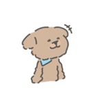 トイプードルのアンディ LINE公認コラボ（個別スタンプ：1）