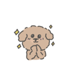 トイプードルのアンディ LINE公認コラボ（個別スタンプ：16）
