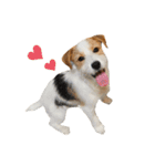jackrusselterrier popeye's stamp ！（個別スタンプ：1）