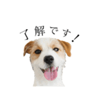 jackrusselterrier popeye's stamp ！（個別スタンプ：2）