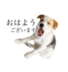 jackrusselterrier popeye's stamp ！（個別スタンプ：3）