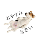 jackrusselterrier popeye's stamp ！（個別スタンプ：4）