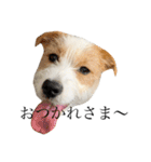 jackrusselterrier popeye's stamp ！（個別スタンプ：5）