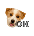 jackrusselterrier popeye's stamp ！（個別スタンプ：6）