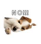 jackrusselterrier popeye's stamp ！（個別スタンプ：7）