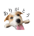 jackrusselterrier popeye's stamp ！（個別スタンプ：8）