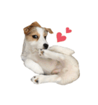 jackrusselterrier popeye's stamp ！（個別スタンプ：10）