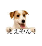 jackrusselterrier popeye's stamp ！（個別スタンプ：12）