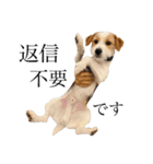 jackrusselterrier popeye's stamp ！（個別スタンプ：13）