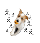 jackrusselterrier popeye's stamp ！（個別スタンプ：14）