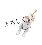 jackrusselterrier popeye's stamp ！（個別スタンプ：15）