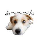 jackrusselterrier popeye's stamp ！（個別スタンプ：16）