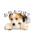 jackrusselterrier popeye's stamp ！（個別スタンプ：17）