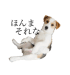 jackrusselterrier popeye's stamp ！（個別スタンプ：18）