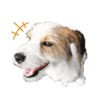 jackrusselterrier popeye's stamp ！（個別スタンプ：19）