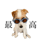 jackrusselterrier popeye's stamp ！（個別スタンプ：21）