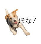 jackrusselterrier popeye's stamp ！（個別スタンプ：22）