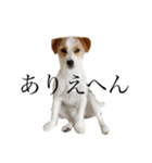 jackrusselterrier popeye's stamp ！（個別スタンプ：23）