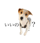 jackrusselterrier popeye's stamp ！（個別スタンプ：24）