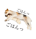 jackrusselterrier popeye's stamp ！（個別スタンプ：25）