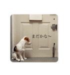 jackrusselterrier popeye's stamp ！（個別スタンプ：26）
