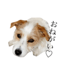 jackrusselterrier popeye's stamp ！（個別スタンプ：27）