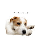 jackrusselterrier popeye's stamp ！（個別スタンプ：28）