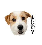 jackrusselterrier popeye's stamp ！（個別スタンプ：29）