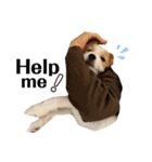 jackrusselterrier popeye's stamp ！（個別スタンプ：30）
