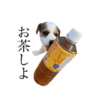 jackrusselterrier popeye's stamp ！（個別スタンプ：31）