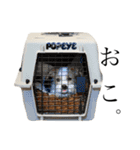 jackrusselterrier popeye's stamp ！（個別スタンプ：33）