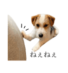 jackrusselterrier popeye's stamp ！（個別スタンプ：34）