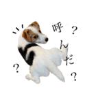jackrusselterrier popeye's stamp ！（個別スタンプ：36）