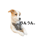 jackrusselterrier popeye's stamp ！（個別スタンプ：37）