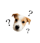 jackrusselterrier popeye's stamp ！（個別スタンプ：38）