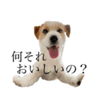 jackrusselterrier popeye's stamp ！（個別スタンプ：40）