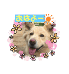 柴シュナmoco（個別スタンプ：2）