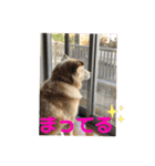 柴シュナmoco（個別スタンプ：6）