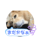柴シュナmoco（個別スタンプ：7）